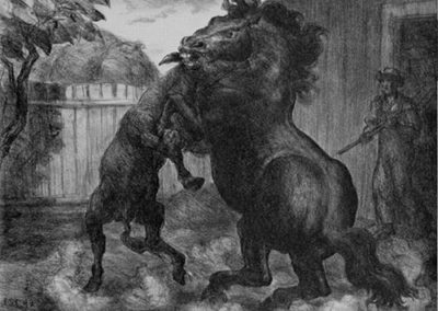Stallion and Jack Fighting